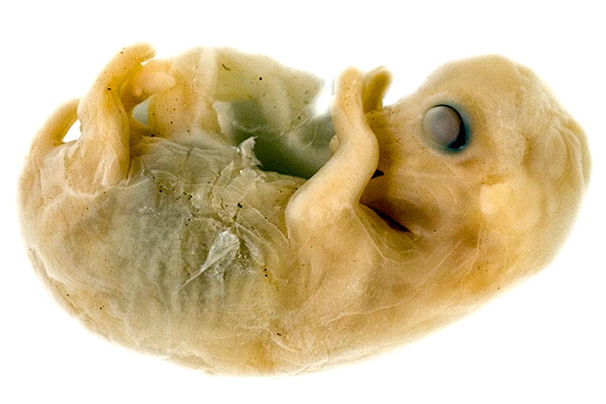 Embryo eines Hausschafs Ovis aries, Foto: Hwa Ja Götz, MfN